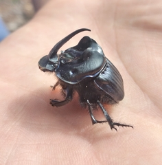 Sulcophanaeus batesi