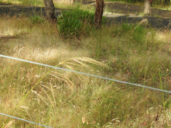 Austrostipa rudis