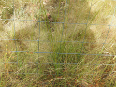 Austrostipa rudis