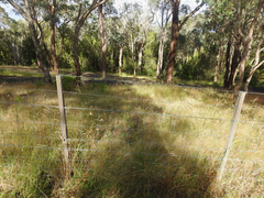 Austrostipa rudis