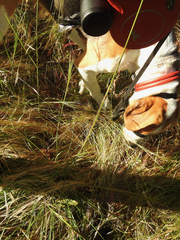 Austrostipa rudis