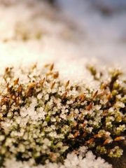 Orthotrichum anomalum