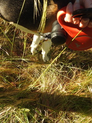 Austrostipa rudis