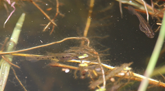 Cnesterodon decemmaculatus