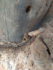 Tetragonisca angustula