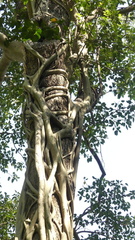 Ficus amplissima