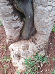 Tetragonisca angustula