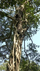 Ficus amplissima