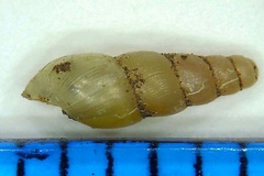 Opeas pyrgula