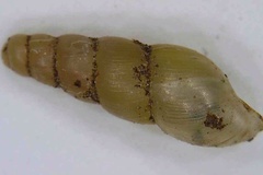 Opeas pyrgula