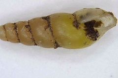Opeas pyrgula