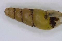 Opeas pyrgula