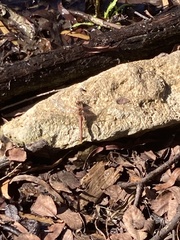 Libellula croceipennis