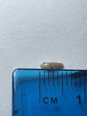 Opeas pyrgula