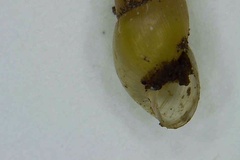 Opeas pyrgula