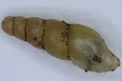 Opeas pyrgula
