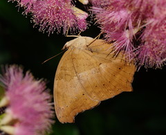 Yoma sabina