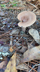 Lactarius xanthogalactus