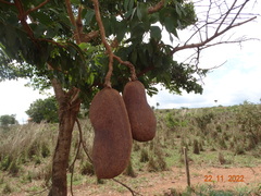 Hymenaea courbaril