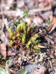 Orthotrichum anomalum