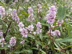 Persicaria bicornis
