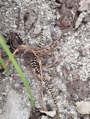 Homoroselaps lacteus