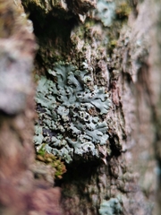 Phaeophyscia orbicularis