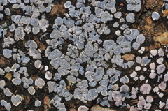 Physcia caesia