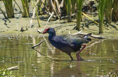 Porphyrio madagascariensis