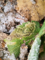 Phytomyza podagrariae