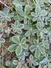Lupinus subcarnosus