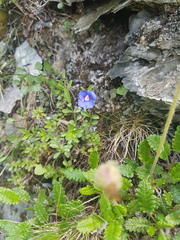 Veronica fruticans