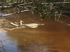Crocodylus