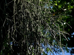 Rhipsalis