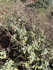 Eriogonum grande rubescens