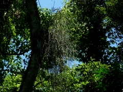 Rhipsalis