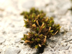 Orthotrichum anomalum