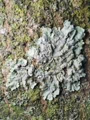 Flavoparmelia soredians