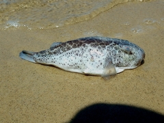 Sphoeroides testudineus