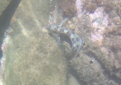 Antennablennius bifilum