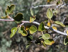 Fremontodendron californicum