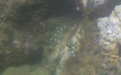 Antennablennius bifilum