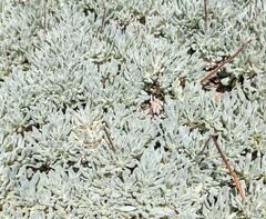 Eriogonum kennedyi