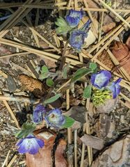 Phacelia davidsonii