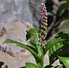 Phytolacca bogotensis