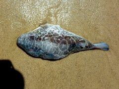 Sphoeroides testudineus