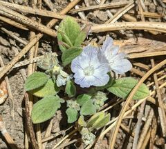 Phacelia davidsonii