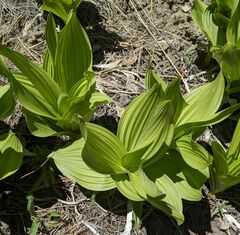Veratrum californicum