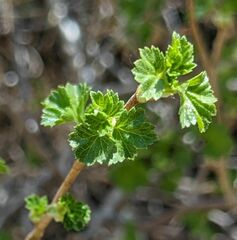 Ribes cereum