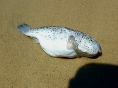 Sphoeroides testudineus